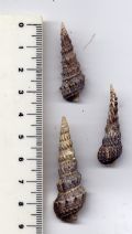 Cerithium vulgatum